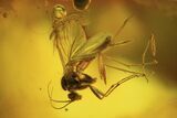Two Fossil Flies (Diptera) In Baltic Amber #84666-1